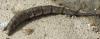 Stratiomys sp.